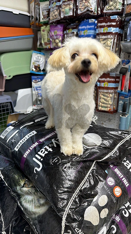 cutest dog and most clean dog cutest dog and most clean dog