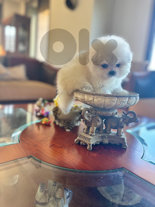 teacup and micro pomeranian