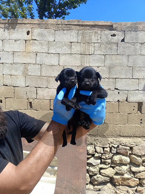 Chihuahua puppies Chihuahua puppies