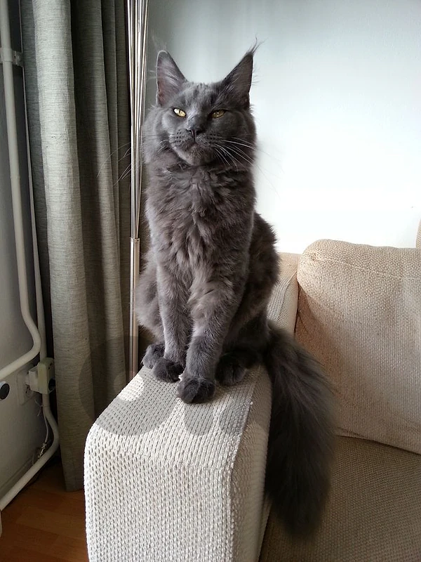Maine Coon Kitten – A True Showstopper 🐱 cat قطط