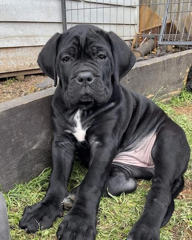 Cane Corso Puppy – Strength, Loyalty & Presence 🔥 dog كلاب Cane Corso Puppy – Strength, Loyalty & Presence 🔥 dog كلاب