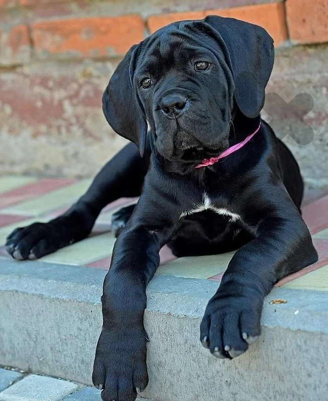 Premium Cane Corso Puppy Available 🖤 dog كلاب Premium Cane Corso Puppy Available 🖤 dog كلاب