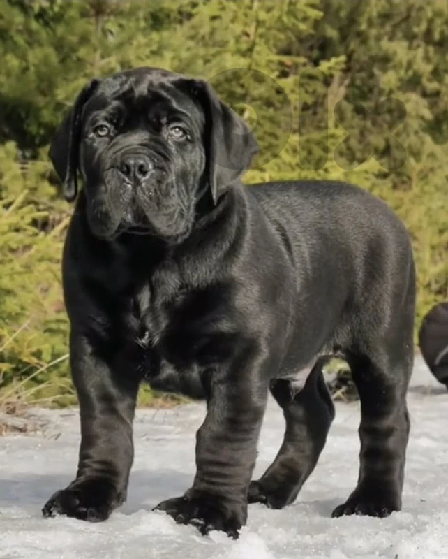 Cane Corso – A True Guardian Companion 🐺 dog كلاب Cane Corso – A True Guardian Companion 🐺 dog كلاب