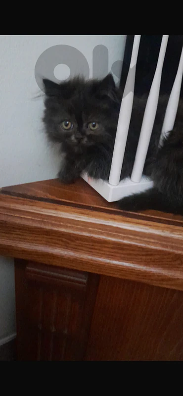 cats for sale