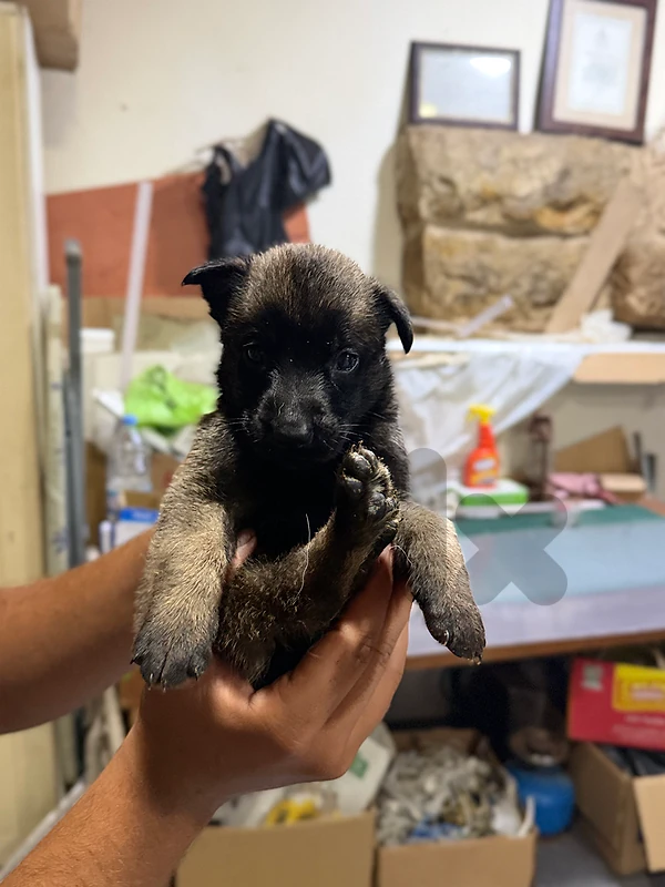 malinois🔥🔥🔥 malinois🔥🔥🔥
