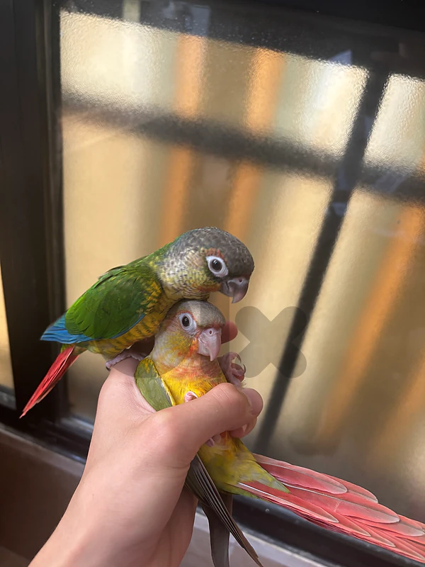 conure green cheek turquoise jwenho and pine apple for sale