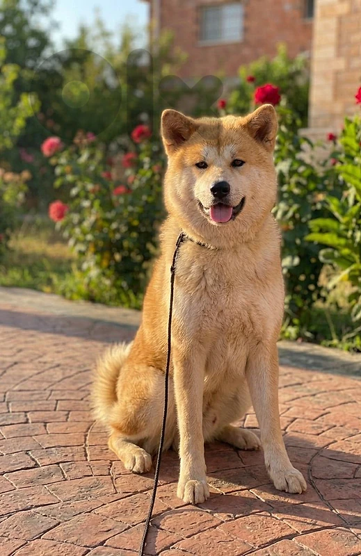 akita akita
