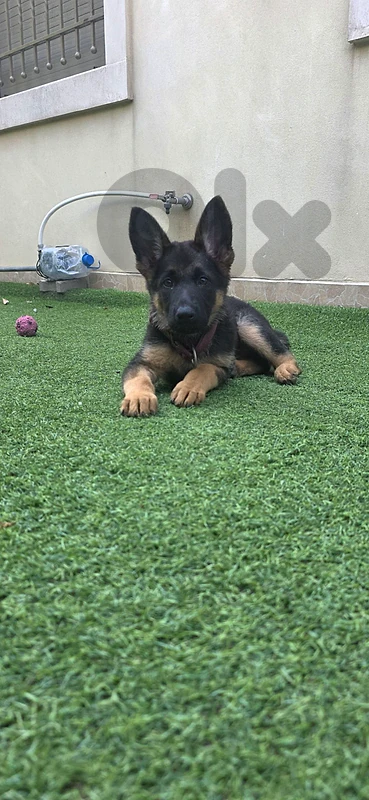 german shepherd puppy german shepherd puppy