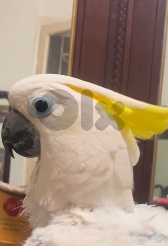 بغبغاء كوكاتو عمر ٣ سنين