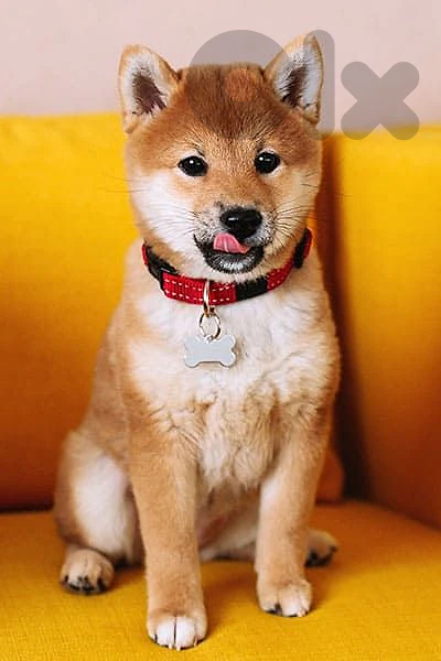 Shiba Inu Puppy – Premium Quality 🐾 dog كلاب Shiba Inu Puppy – Premium Quality 🐾 dog كلاب