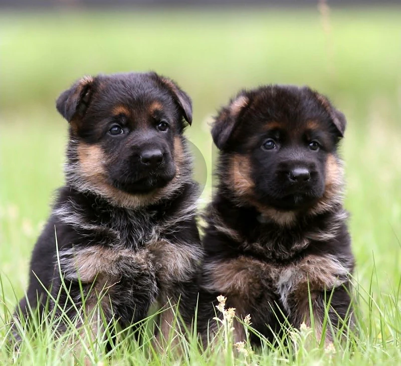 German shepherd puppies