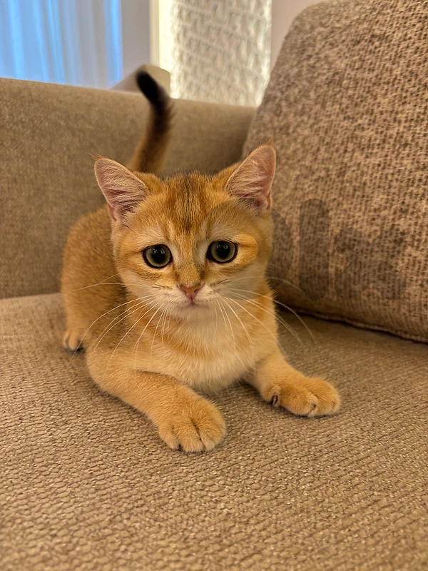 kitten golden chinchilla