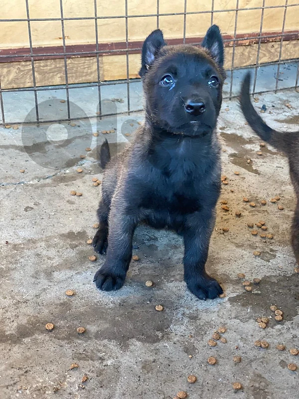 malinois malinois