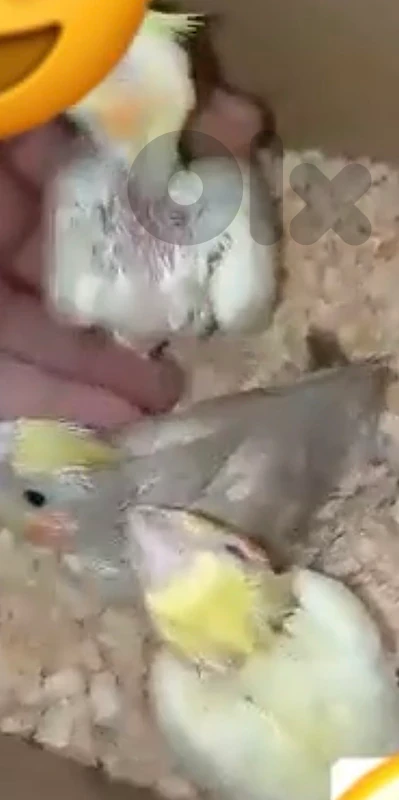 KARAWAN TEZKIM كروانات فراخ تزكيم