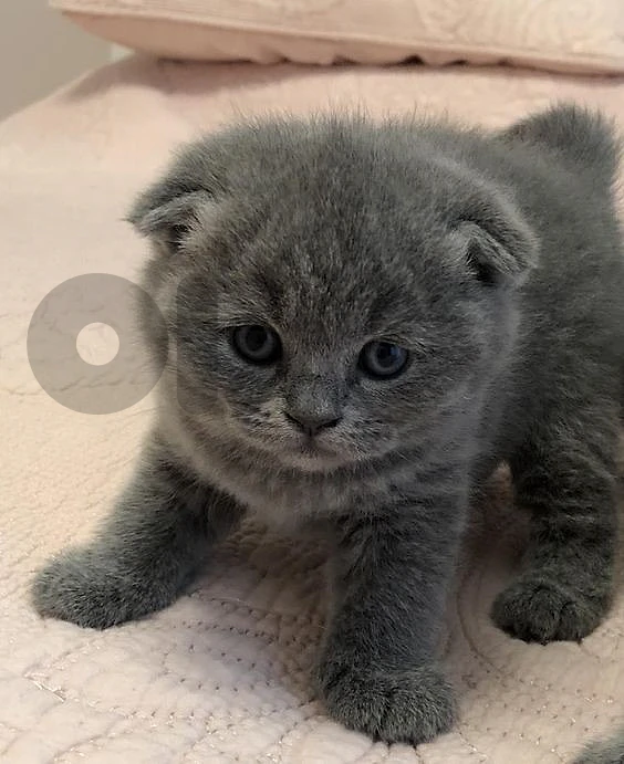 premium Scotish fold Kitten