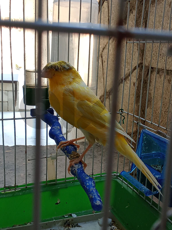 صور برج شمالي