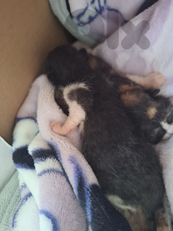 cats for fostering