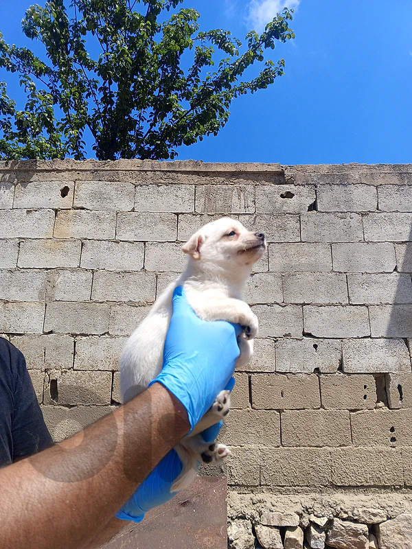 Chihuahua puppies