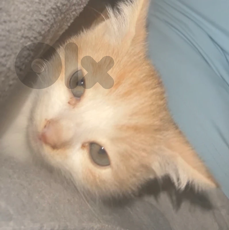 للبيع بيت