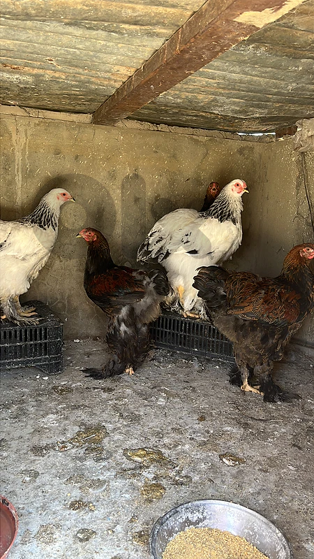 براهما بذرة اجنبية