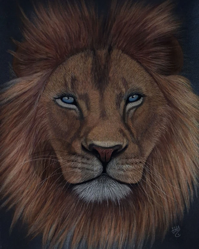 lion dry pastel painting لوحة اسد رسم يد