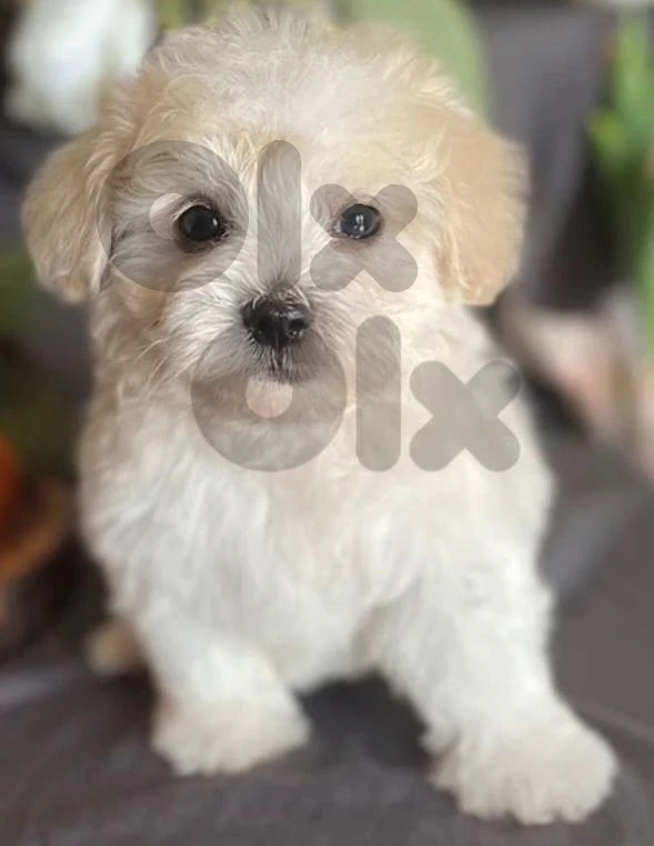 bichon maltese