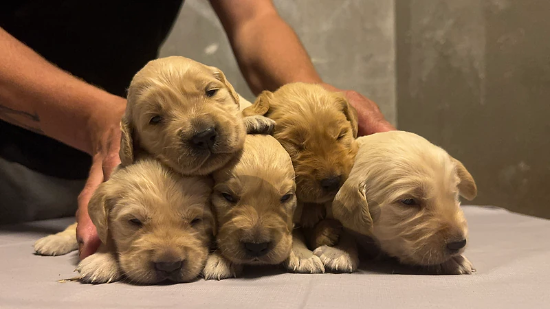 golden retriverr