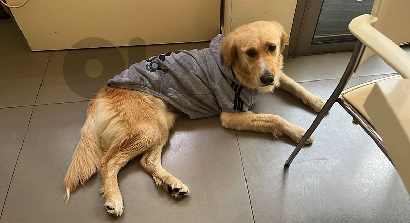Tokyo (golden retriever)