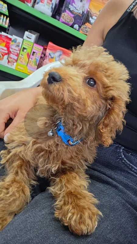poodle 4 months