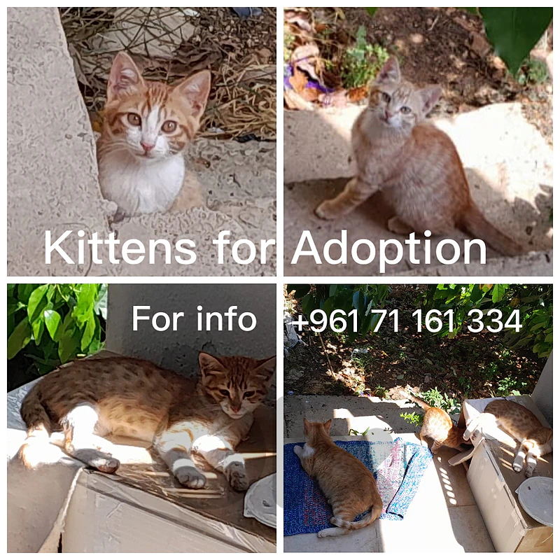 kittens for adoption