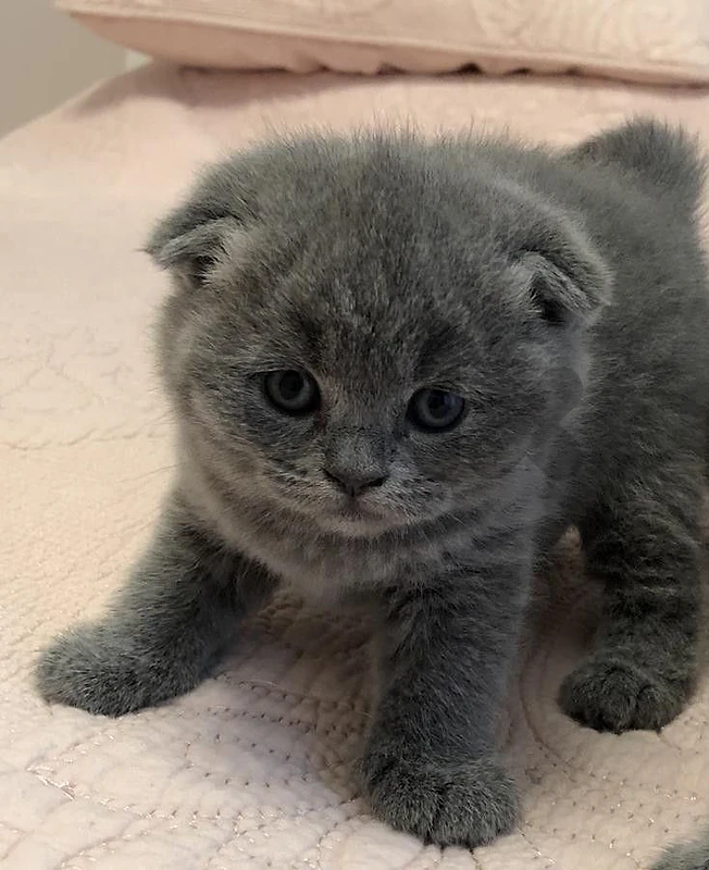 Scottish kitten Scottish kitten