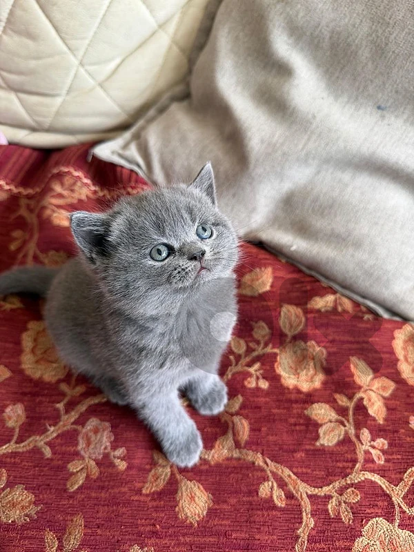 British kitten for sale 76940954 British kitten for sale 76940954