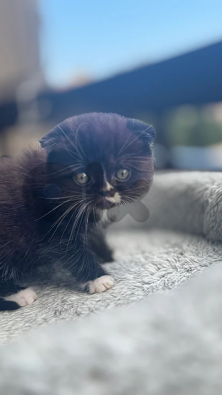 friendly kitten friendly kitten
