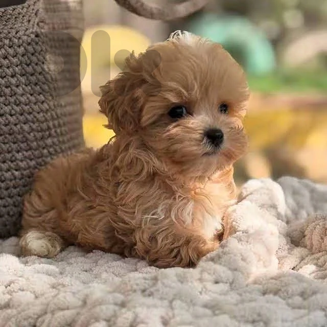 Maltipoo Puppy | dog كلاب | delivery & in store Maltipoo Puppy | dog كلاب | delivery & in store
