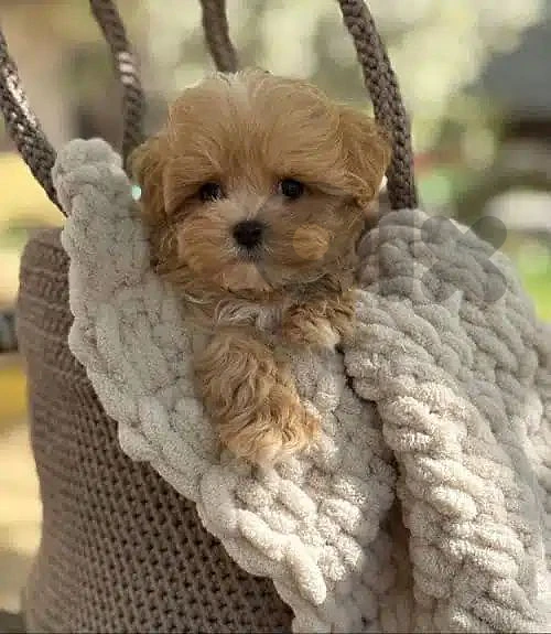 Small Maltipoo Puppy | dog كلاب Small Maltipoo Puppy | dog كلاب