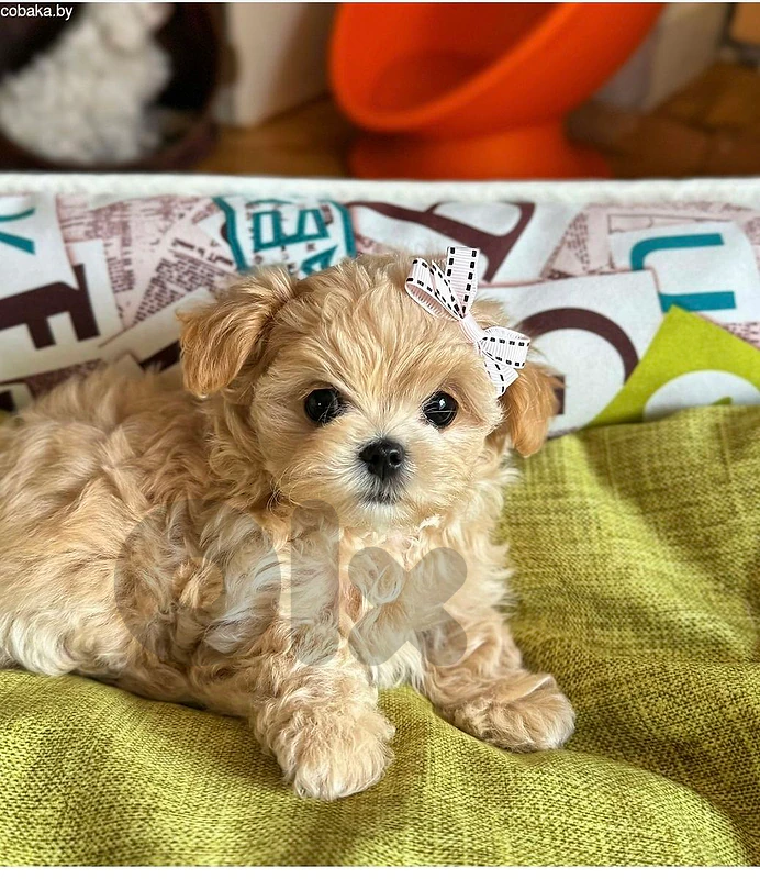 Premium Maltipoo Puppy Available Now 🐶 Premium Maltipoo Puppy Available Now 🐶
