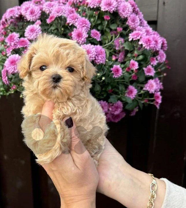 Maltipoo - Puppies / Dog كلاب Maltipoo - Puppies / Dog كلاب