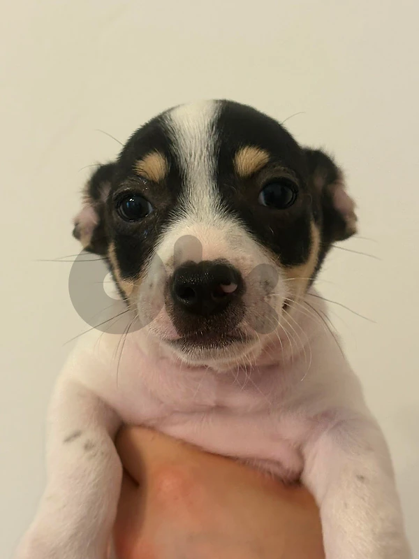 dog for sale