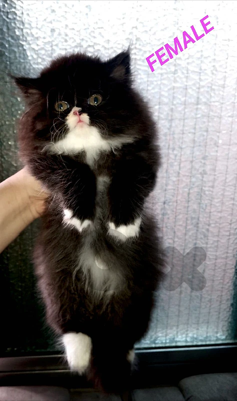 female Persian