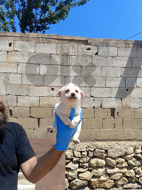 Chihuahua males & females + 1 mini pincher female