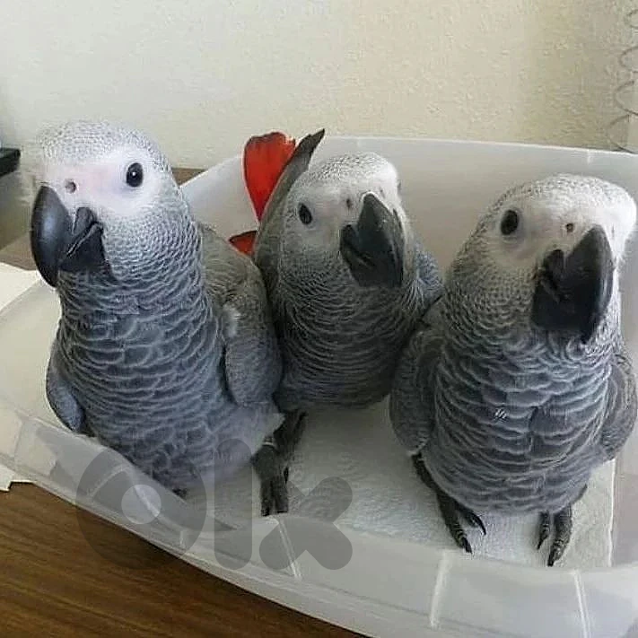 baby african grey parrot