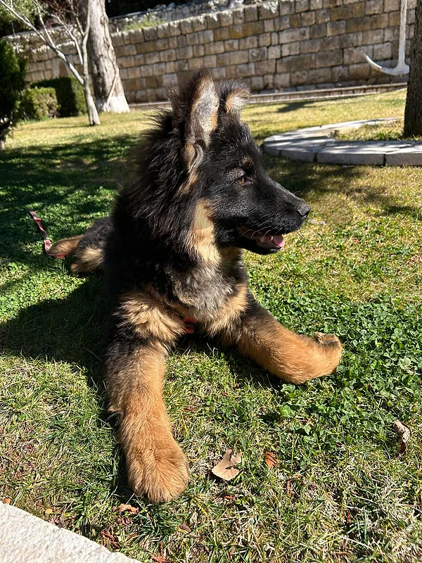 لبنان