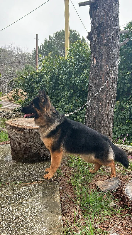لبنان
