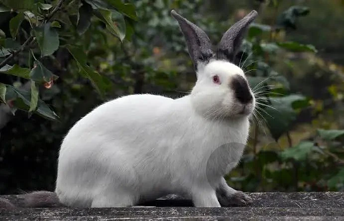Californian Rabbit