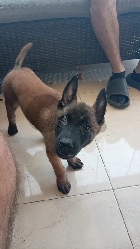 malinois