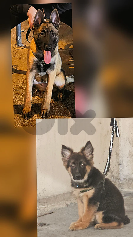 German Shepherd And Malinos
