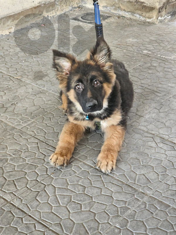 German Shepherd