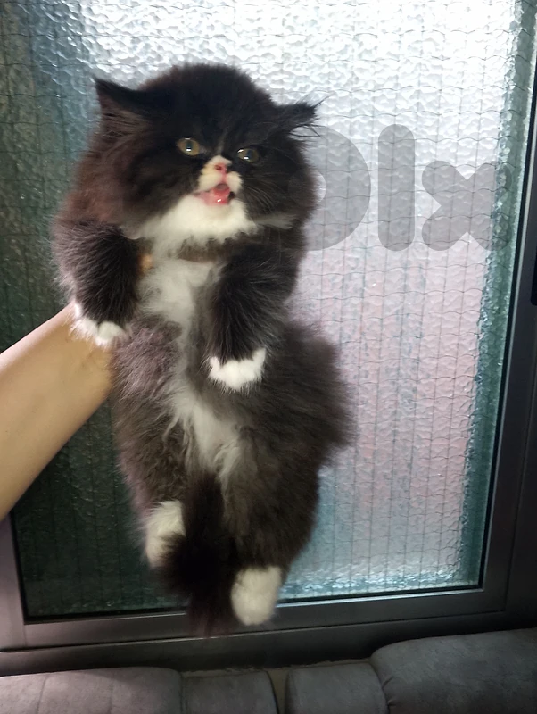 persian