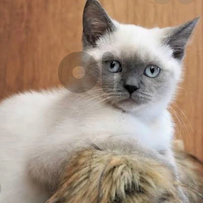 amaizing blue point kitten british