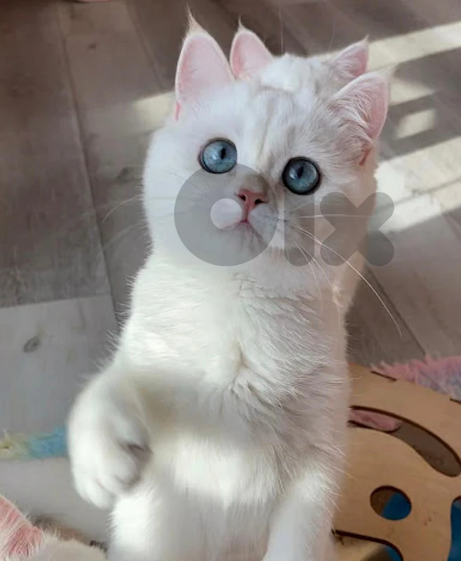 full white british short hair
